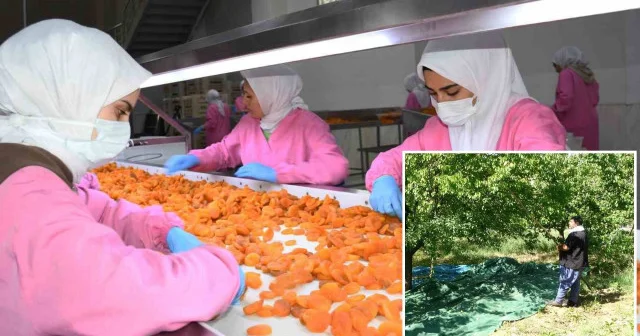 Zirai dona rağmen kuru kayısı ihracatı devam ediyor Malatya Haberleri
