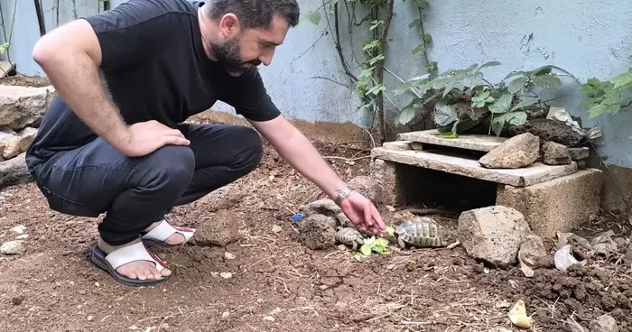 Kıraathane sahibi aç kalan kaplumbağaları sahiplendi