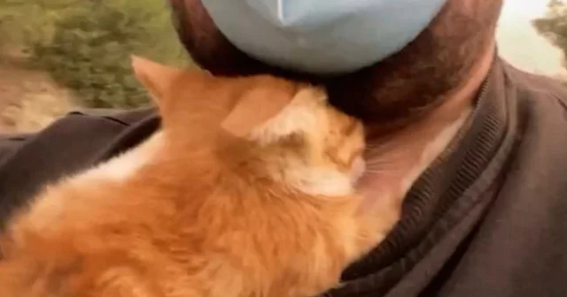 Yangından kurtarılan kedi kahramanına sarıldı VİDEO İZLE