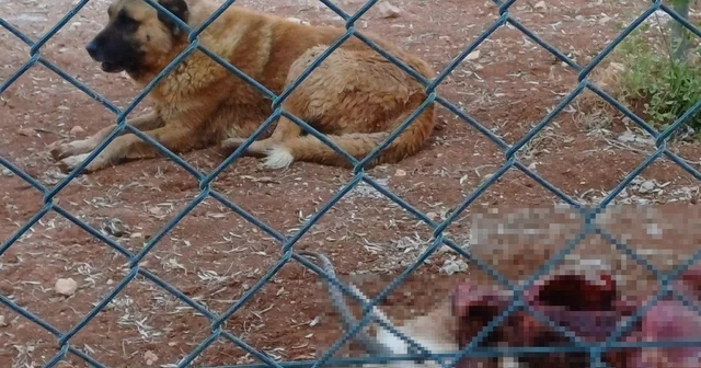 Başıboş köpekler, koruma altındaki 2 ceylanı öldürdü Şanlıurfa Haberleri
