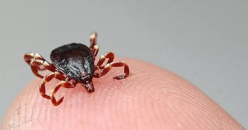 Sivas ta kabus sürüyor: Bir kişi daha hayatını kaybetti