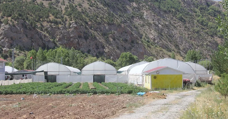 Tatilde gördüğü sebze hayatını değiştirdi: Köyüne ekti şimdi 125 ton üretim yapıyor Sözcü Gazetesi