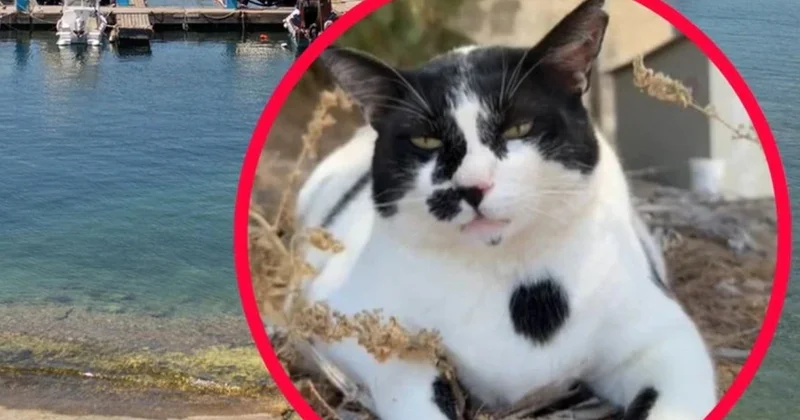 Turistler bu kediyi görmek için Yunan Adaları na akın ediyor: İşte nedeni Sözcü Gazetesi