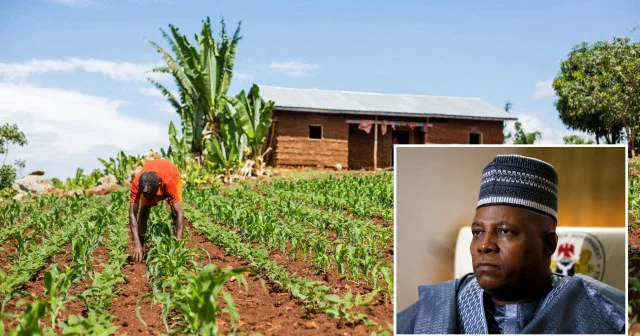 Nijerya gıda üretimini izlemek için yapay zeka ve iklim teknolojilerini kullanıyor Afrika Haberleri