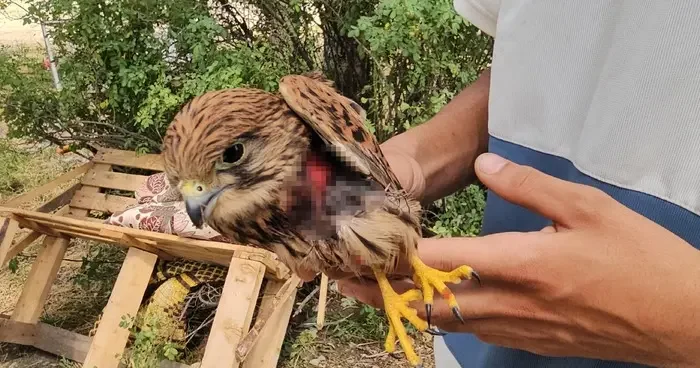 Duyarlı vatandaş yaralı atmacayı besleyip yetkililere teslim etti