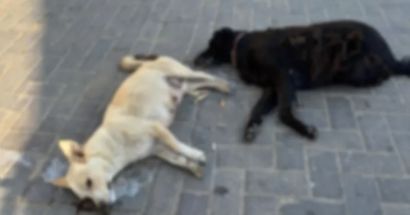 İzmir de hayvan katliamı: 10 köpek ile 5 kedi zehirlenerek öldürüldü