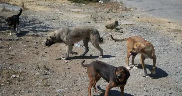 Samsun haberleri Yer: Samsun! Başıboş köpek tehdidi günbegün büyüyor 28 Ağustos 2025