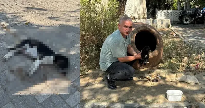 İzmir de zehirlendiği iddia edilen 10 köpek ile 5 kedi öldü