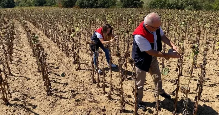 Kırklareli nde ayçiçeği verim tespit çalışmaları