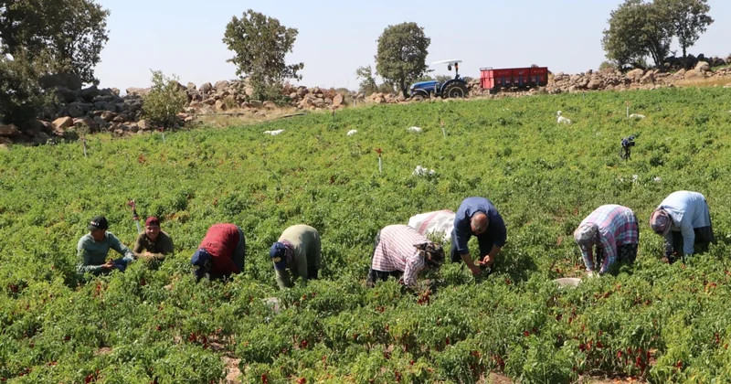 Sabahın ilk saatlerinde ağlaya ağlaya hasat ediyorlar: 5 ton ürün bekleniyor Sözcü Gazetesi