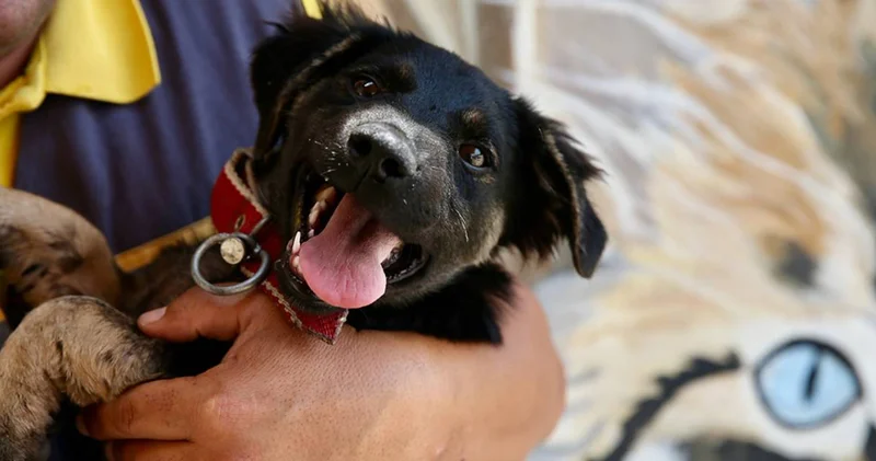 Zifte saplanmıştı hayata tutundu! Yavru köpek yeni yuvasına kavuştu