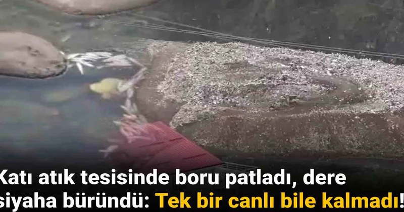 Katı atık tesisinde boru patladı dere siyaha büründü: Tek bir canlı bile kalmadı!