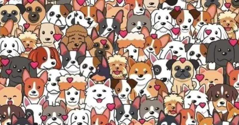 Veterinerler bile şaşıp kalıyor! Köpekler arasında saklanan kediyi sadece dahiler 5 saniyede buluyor