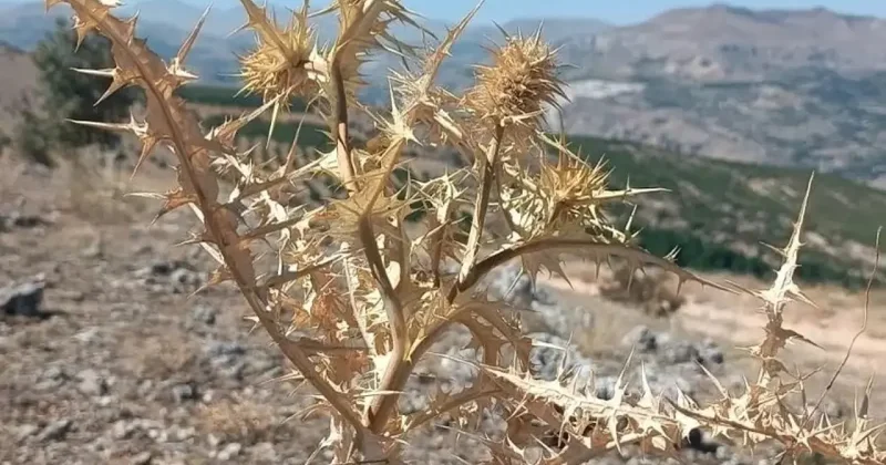 Doğadan gelen servet! Kilosu altınla yarışıyor
