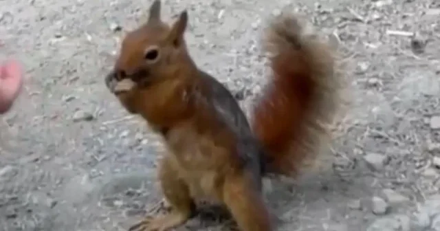 Bolu’da piknik keyfine sevimli misafir: Herkesin ilgi odağı oldu VİDEO İZLE