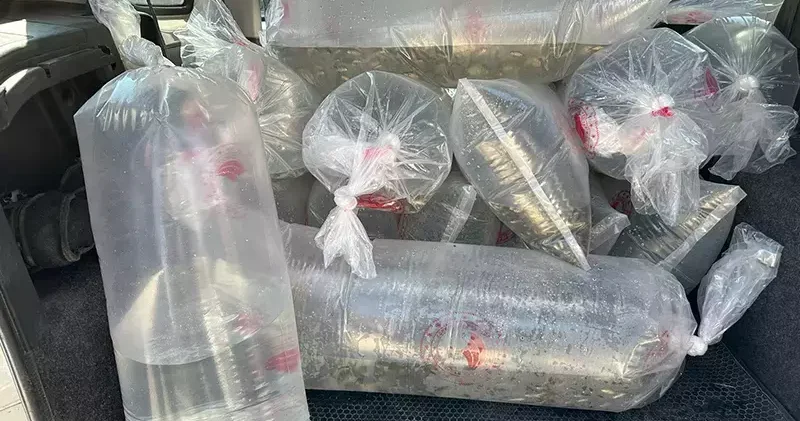 6 milyon 416 bin sazan yavrusu, 9 ilde sulara bırakıldı