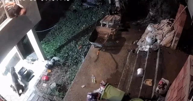 Rize de yiyecek arayan ayı ve yavruları kamerada Rize Haberleri