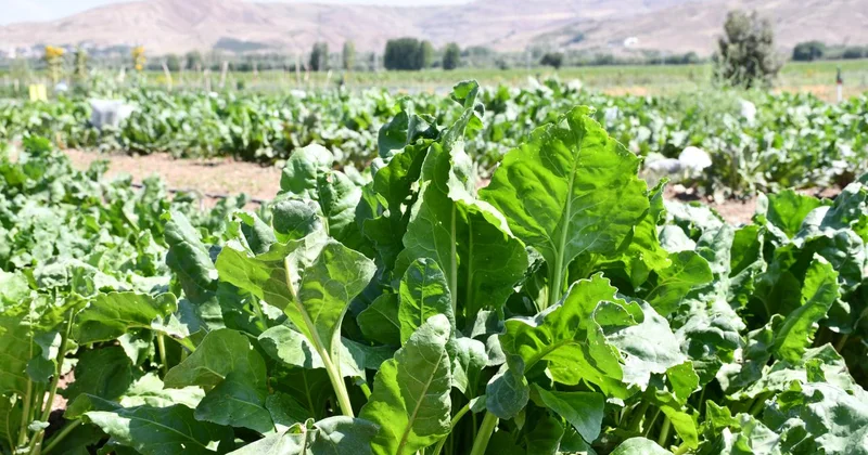 Şekerde 2025 2026 dönemi kotaları belirlendi