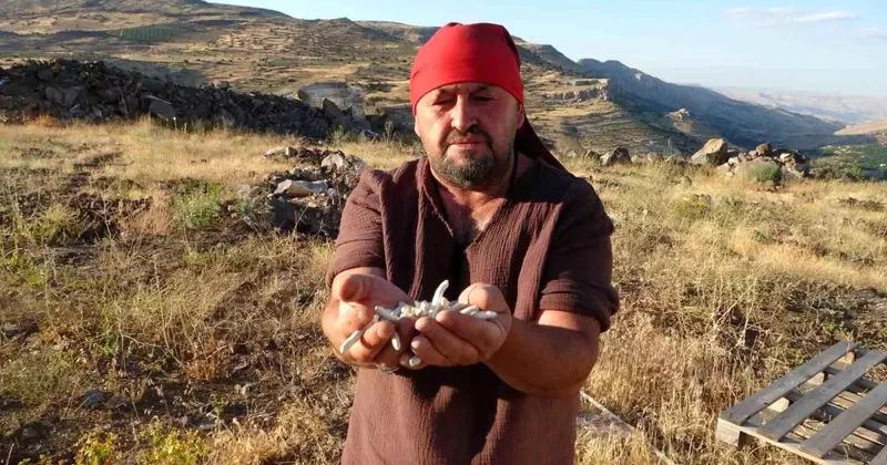 Kenger Sakızı Altınla Yarışıyor