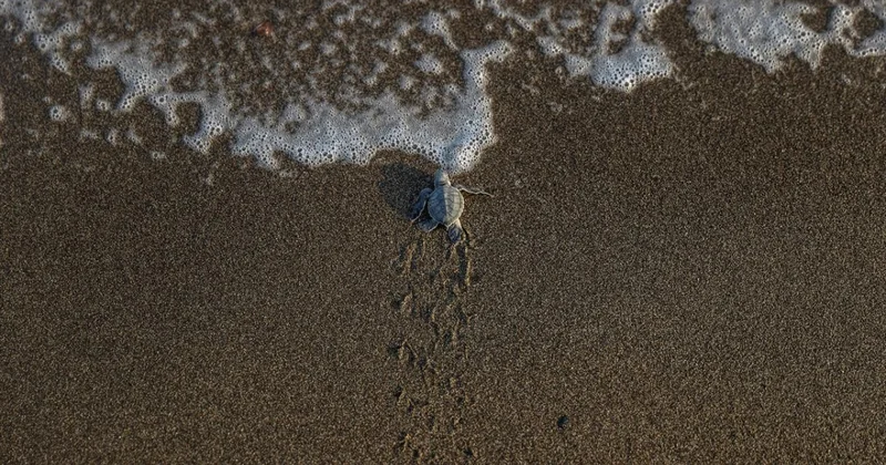 Antalya da caretta caretta yavruları denizle buluştu
