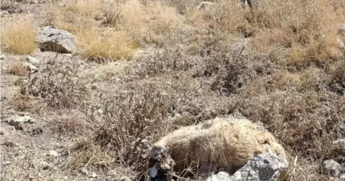 Başkale’de kurt saldırısı: Onlarca koyun telef oldu
