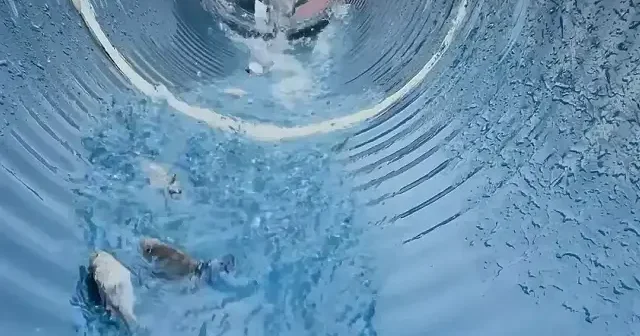 Muğla da binlerce yavru balık denize bırakıldı VİDEO İZLE