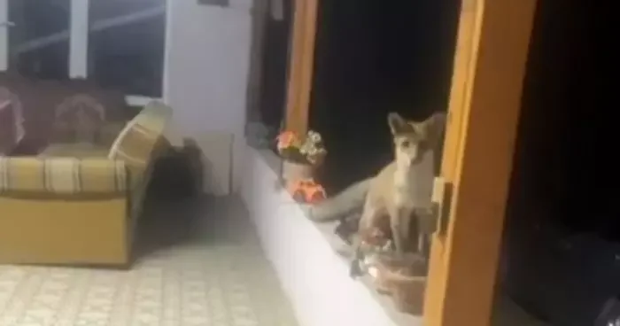 Saray’da tilki ile sohbet görenleri güldürdü
