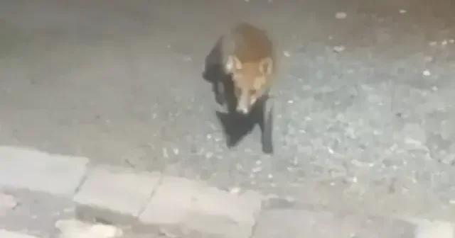 Tekirdağ da yiyecek arayan tilki cep telefonuyla görüntülendi VİDEO İZLE