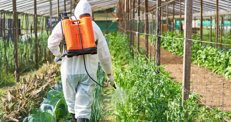 Emek yerine zehirle müdahale! Pestisitin sebebi iş gücü açığı mı?