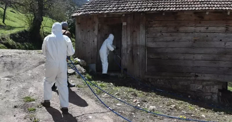 Bursa da 3 mahallenin kabusu oldular! Yok etmek imkansız