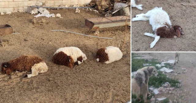Yine başıboş köpek dehşeti: Ağıla girip 33 kuzuyu telef ettiler Şanlıurfa Haberleri