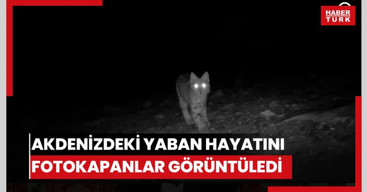Akdenizdeki yaban hayatını fotokapanlar görüntüledi