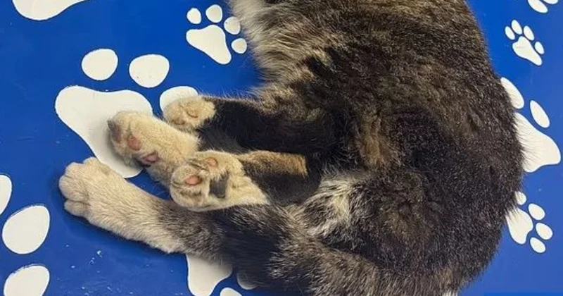 Anne karnında ikizinin uzuvlarıyla doğdu: 6 bacağı var Sözcü Gazetesi