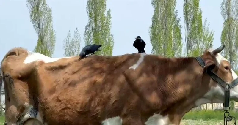 İneği huzursuzlanınca anladı! Kargadan şaşırtan davranış