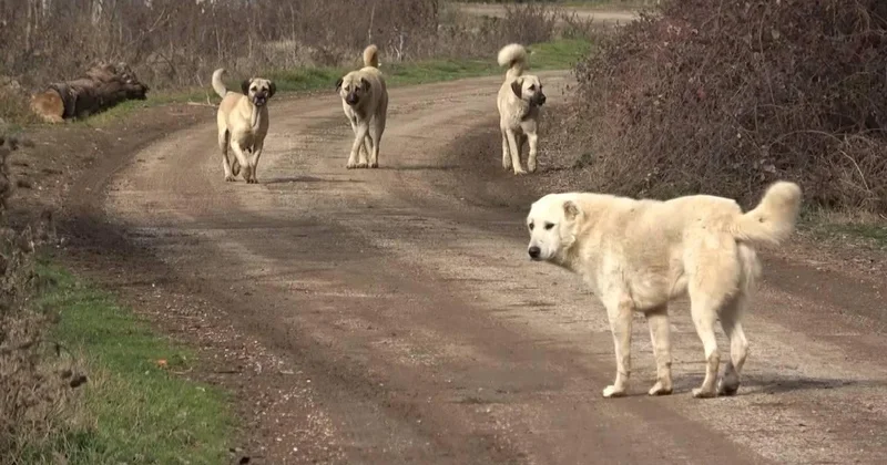 Vasip Şahin: Ankara da başıboş köpek sayısı 52 bin