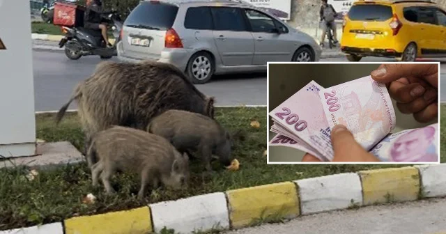 Kuşadası nda yaban domuzu besleyenlere para cezası kesildi Aydın Haberleri
