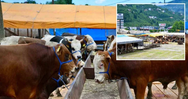 Trabzon a Kurban Bayramı öncesinde kurbanlıklar gelmeye başladı Trabzon Haberleri