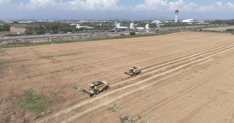 Hasadı başladı: Dekarda 600 kilo verim üreticiyi sevindirdi Sözcü Gazetesi