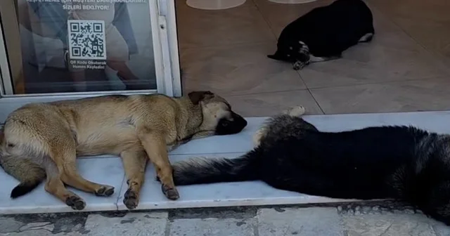 Oyuncu İlker Aksum mağaza girişini kapatan sahipsiz köpekleri paylaştı: Dünyanın neresinde böyle güzel bir tabloyla karşılaşılabilir? VİDEO İZLE