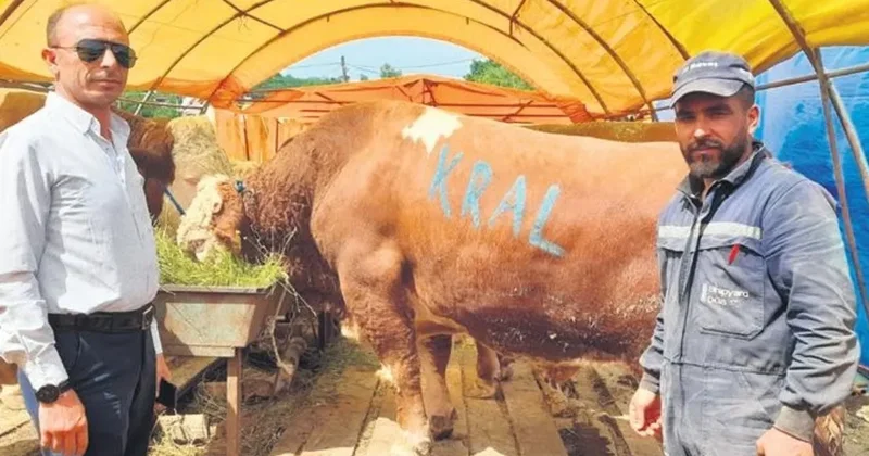 800 kiloluk ‘Kral’ 230 bine satıldı