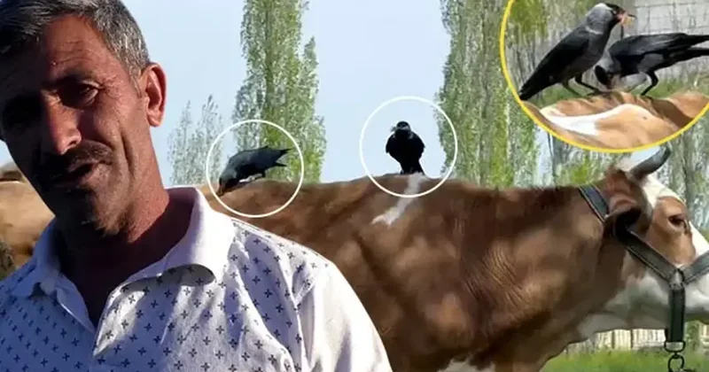 Cüce kargalar, ineklerin tüylerini kopardı! İlginç olayın sebebi ortaya çıktı