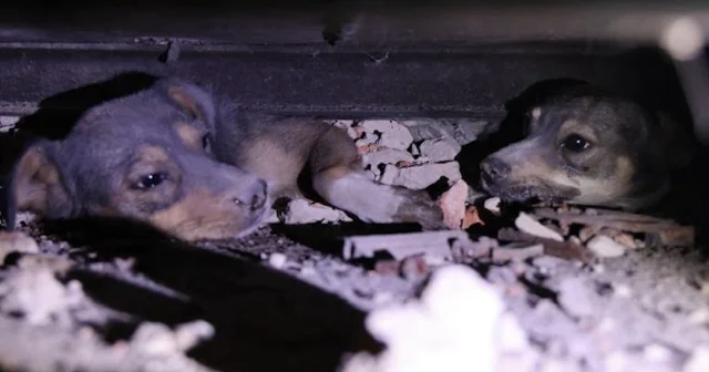 Hava saldırısında enkaz altında kaldılar: Ukrayna da köpekler böyle kurtarıldı VİDEO İZLE