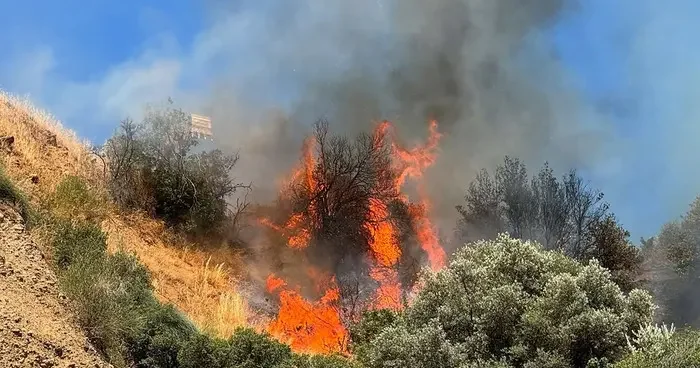 Aydın da tarım arazisinde yangın! 15 hektar zeytinlik zarar gördü