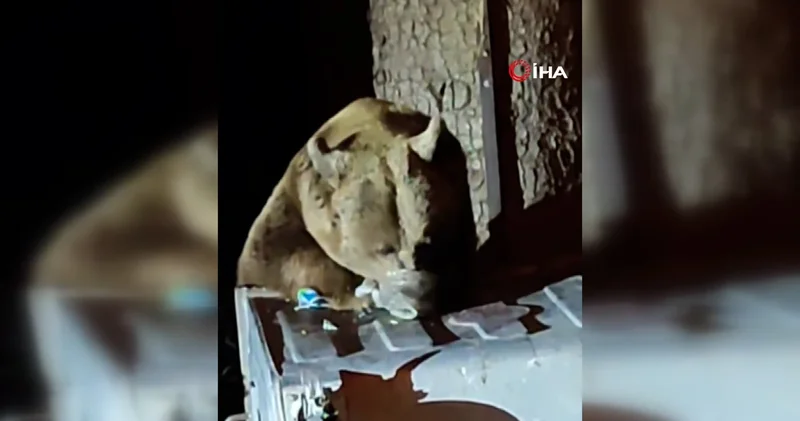 Uludağ da aç kalan ayı çöplere dadandı