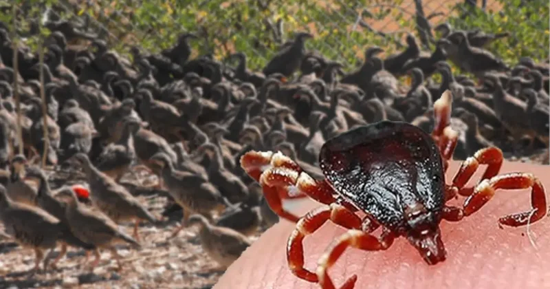 Kenenin baş düşmanı! Yüzlercesi doğaya bırakıldı