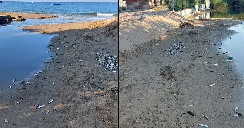 Antalya da denize dökülen kanalda balık ölümlerine inceleme
