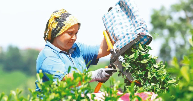 Tarımda kredilerin yüzde 71’i Ziraat’ten Ekonomi Haberleri