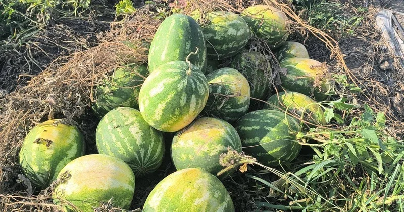 Karpuzu 2 liraya satamayan çiftçi isyan etti: Tövbeler olsun, bir daha ekmem