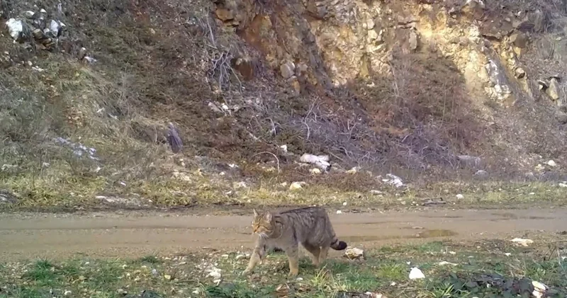 Evcil kedilerin atası olarak biliniyor: Uludağ da fotokapana takıldı