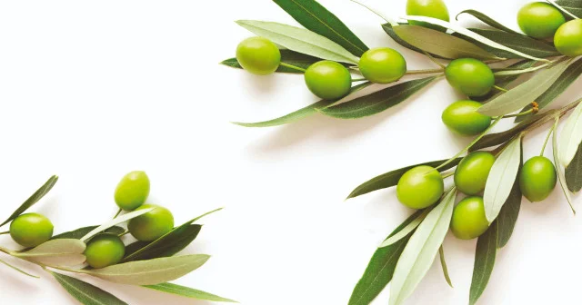 Bereketin ve umudun sembolü: Zeytin Yeni Şafak Pazar Eki Haberleri